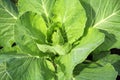 early head fresh green cabbage large crisp leaves