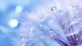 Dew drops on delicate dandelion fluffs, original background. Royalty Free Stock Photo