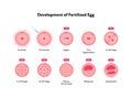 Early human development health care infographic. Vector flat medical illustration. Icon of stages of egg fertilizacion process