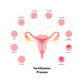 Early human development health care infographic. Vector flat medical illustration. Stages of egg fertilizacion process from