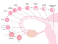 Early human development in oviduct