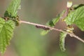Early instar caterpillar of yellow-tail moth Sphrageidus similis, syn. Euproctis similis in nature