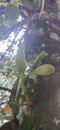 early jackfruit before enlarging into ripe jackfruit