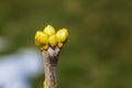 Early lilac buds