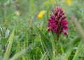 Early Marsh Orchid aka Dactylorhiza incarnata coccinea. Wild flower. Royalty Free Stock Photo