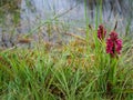 Early Marsh Orchid aka Dactylorhiza incarnata coccinea. Wild flower.