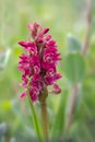 Early Marsh Orchid - Dactylorhiza incarnata coccinea