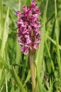 Early Marsh Orchid