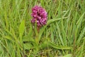 Early Marsh Orchid