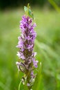 Early Marsh-orchid (Dactylorhiza incarnata)