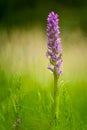 Early Marsh-orchid (Dactylorhiza incarnata)