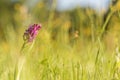 Early marsh-orchid Dactylorhiza incarnata on a morning sunny m