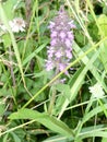 Early Marsh Orchid - Dactylorhiza incarnata, Norfolk, England, UK