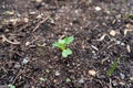 Early microgreen of a kale seedling, emerging from compost soil, in a vegetable garden. Growing the leafy vegetable from seed, Royalty Free Stock Photo