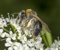 Early Mining Bee