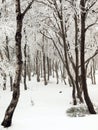 Early misty morning in deep birch forest, hoarfrost on trees and trunks, frozen branch. Royalty Free Stock Photo