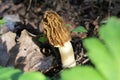 Early Morels or Wrinkled Thimble Morels Verpa bohemica.