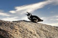 Early morning an African Penguin laying side on to the camera showing off its black and white plumage on a large boulder with its