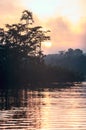 Early morning in Amazonian rainforest. Lake Cuyabeno Royalty Free Stock Photo