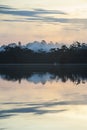 Early morning in Amazonian rainforest