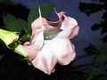 Early Morning Angel Trumpet Flower Royalty Free Stock Photo