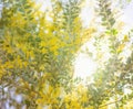 Early morning in Australia wattle background Royalty Free Stock Photo