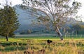 Early morning Australian rural farming countryside scene Royalty Free Stock Photo