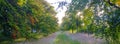 Early morning autumn light on the beech tree avenue near Kingston Lacy, Dorset Royalty Free Stock Photo