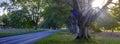 Early morning autumn light on the beech tree avenue near Kingston Lacy, Dorset Royalty Free Stock Photo