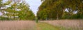 Early morning autumn light on the beech tree avenue near Kingston Lacy, Dorset Royalty Free Stock Photo