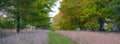 Early morning autumn light on the beech tree avenue near Kingston Lacy, Dorset Royalty Free Stock Photo