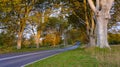 Early morning autumn light on the beech tree avenue near Kingston Lacy, Dorset Royalty Free Stock Photo