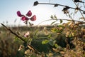 Early morning autumn nature scene. Fading greenery with drops of dew. Scenic conceptual scene of travel, seasons and the