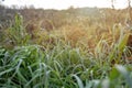 Early morning autumn nature scene. Fading greenery with drops of dew. Scenic conceptual scene of travel, seasons and the