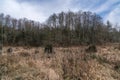 Early Morning Beaver Pond Royalty Free Stock Photo