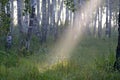 Early morning in birch forest Royalty Free Stock Photo