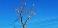 morning conference birds blue sky