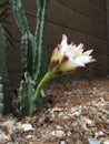 Early Morning Bloom of Garden Cactus