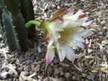 Early Morning Bloom of Garden Cactus