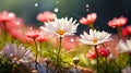 Early morning, blooming daisy flowers covered with dew drops Royalty Free Stock Photo