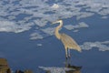 Sunlit Great Blue Heron in Foamy water