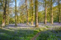 A Footpath in a Bluebell Wood Royalty Free Stock Photo