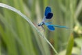 Calopteryx splendens dries its wings from dew under the first rays of the sun before flying. Royalty Free Stock Photo