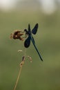 In the early morning, Calopteryx virgo dries its wings from dew under the first rays of the sun before flying. Royalty Free Stock Photo