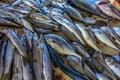 The early morning catch in the fish market in Negombo, Sri Lanka Royalty Free Stock Photo