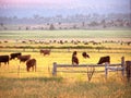 Early morning cattle grazing Royalty Free Stock Photo