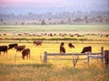 Early morning cattle grazing