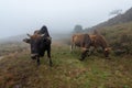 Early in the morning, cattle on the withered and yellow grassland in the fog Royalty Free Stock Photo