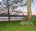 Peaceful early morning dawn calm on Cayuga Lake in springtime Royalty Free Stock Photo
