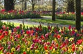 Early morning in colorful spring garden